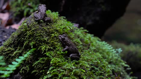 Frogs-Sitting-On-Moss-Covered-Rock---Closeup-Shot