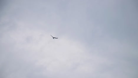 Bird-Soaring-High-Up-In-A-Summer-Cloudy-Sky---Low-Angle-Shot