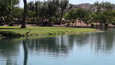 A-Great-Blue-Heron-stands-on-the-bank-of-an-urban-pond,-Scottsdale,-Arizona