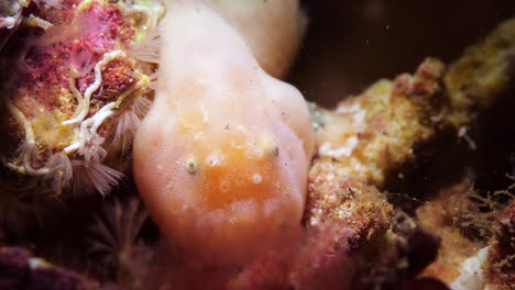 Rodless-Anglerfish-Histiophryne-narungga-South-Australia-4k-25fps