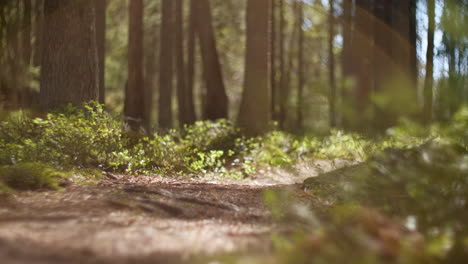 Soothing-yoga-background-footage-of-a-calm-and-soothing-Nordic-Scandinavian-forest-during-summer-with-a-hiking-trail-trees-calmly-breezing-in-the-wind-with-small-blueberry-plants-on-the-mossy-ground