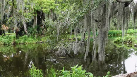 Turtles,-Trees,-Spanish-moss-in-a-pond-on-a-overcast-day