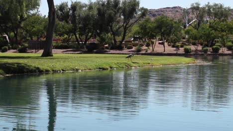 While-walking-along-the-edge-of-an-urban-pond-a-Great-Blue-Heron-suddenly-snaps-to-attention,-McCormick-Ranch,-Scottsdale,-Arizona