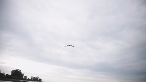 Beautiful-Bird-Dives-Into-The-Sea-And-Catches-Fish-On-A-Cloudy-Day---Tilt-Down-Shot