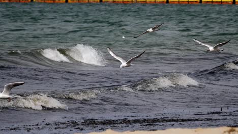 Seagulls-Flying-Against-the-Wind-Over-Sea-Shore