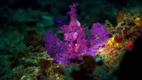 Rhinopias-Frondosa-Purple-Weedy-Scorpionfish-Mit-Parasiten-Lembeh-4k-25fps