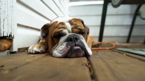 Closeup-Of-Sleepy-English-Bulldog,-Adorable-Dog-Laying-Down