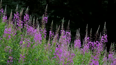 Pretty-purple-Rosebay-WillowHerb,-also-known-as-Epilobium-Angustifolium-growing-in-the-wild-in-an-English-woodland,-Worcestershire,-UK