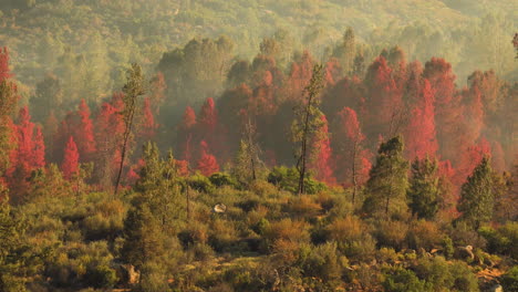 California-wildfire,-red-fire-retardant-on-trees-with-smoke-blowing-passed