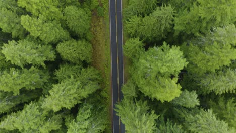 Empty-Road-in-Middle-of-Lush-Green-Forest-with-No-Cars,-Top-Down-Tight-Angle-Aerial-Drone-Shot