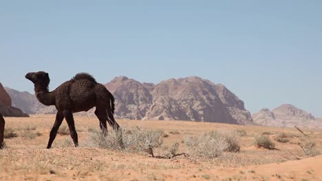 Adult-camel-with-her-calf-in-arid-desert,-mountains-at-the-background,-clear-sky,-Wadi-Rum,-Jordan,-static-shot