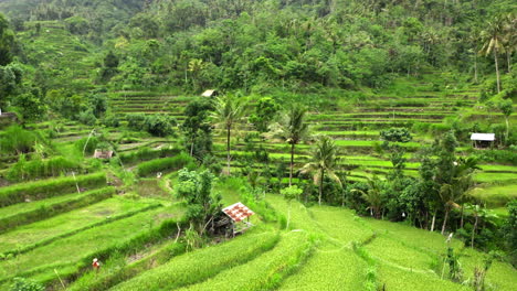 Reisgrüne-Terrassen-Auf-Der-Draufsicht-Der-Insel-Bali-Drone
