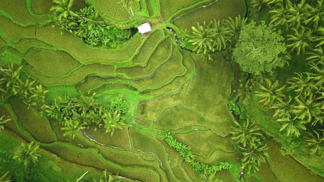 Rising-Aerial-Shot-Of-Rice-Fields-And-Palm-Trees,-Bali-Tropical-Destination