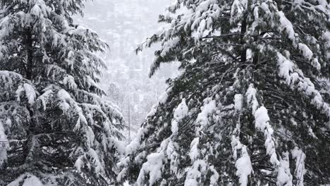Neigungsaufnahme-Eines-Immergrünen-Baums,-Der-Im-Winter-Mit-Schnee-Bedeckt-Ist
