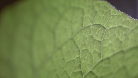 Texture-Of-Lush-Green-Leaf.----rack-focus