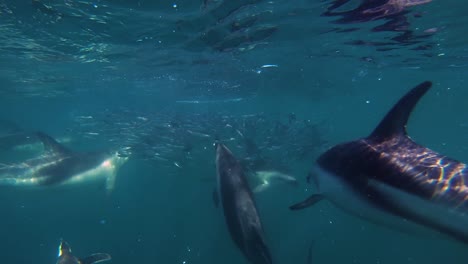 Dolphins-and-Penguin-feeding-together,-Underwater-Shot
