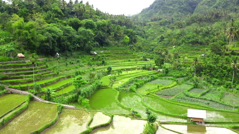 Rice-terrace-fields-under-water-Bali-drone-fly-over