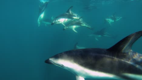 Eine-Schöne-Familie-Dunkler-Delfine-Schwimmt-Langsam-Um-Die-Kamera-Herum,-Unterwasseraufnahme