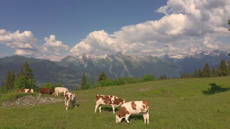 A-drone-shot-pushing-above-a-herd-of-cows-on-the-Plateau-d'Assy,-French-Alps,-with-the-Criou-mountain-in-the-background