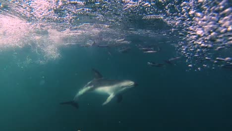 Dolphins-feeding-anchovies-underwater-shot,-slowmotion