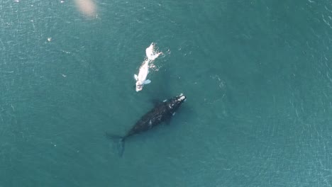 baby-whale-goes-under-the-mother-to-milk,-aerial-top-view
