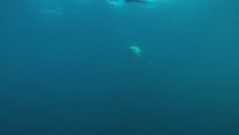 group-of-dolphins-swimming-together-underwater-shot,-slow-motion
