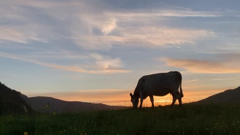 cow-silhouette-grazing-in-field-at-sunset,-Highlands,-Scotland
