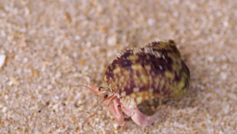 Hermit-crab-comes-out-of-its-shell-and-slowly-moves-out