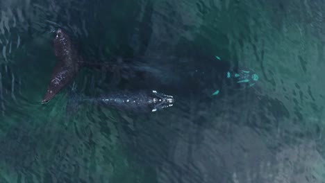 Paar-Wale-Mutter-Und-Kalb-Drohne-Erschossen