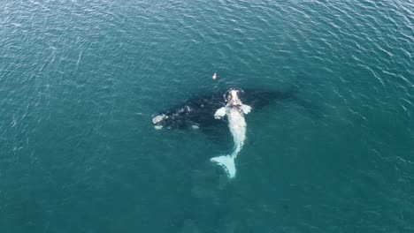 Peacefull-whale-with-a-white-calf-resting-at-the-calm-surface,-drone-shot,-Slowmotion