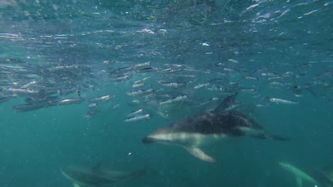Dolphins-Feeding-Anchovies-at-the-Patagonian-Sea,-Underwater-shot