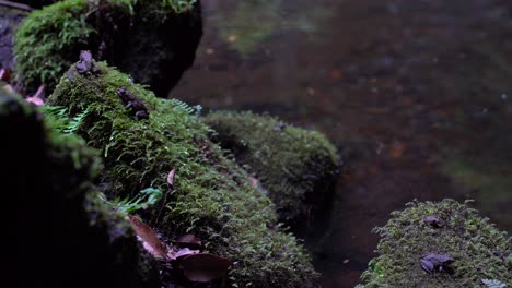 Small-Frogs-Sitting-On-The-Rocks-Covered-With-Green-Moss-In-The-Pond---static-shot