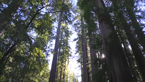 Bosque-De-Secuoyas-En-El-Norte-De-California