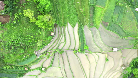 Luftaufnahme-Von-Landwirtschaftlichen-Reisfeldern,-Bali-landwirtschaftslandschaft