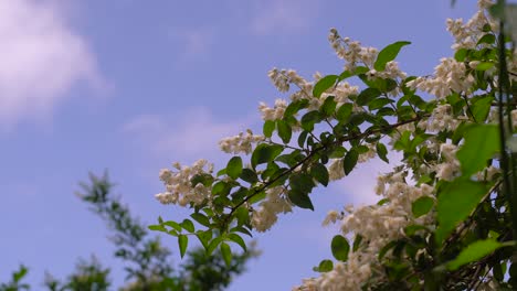 Winzige-Weiße-Blumen,-Die-Unter-Dem-Blauen-Himmel-Gewachsen-Sind---Aufnahme-Aus-Niedrigem-Winkel