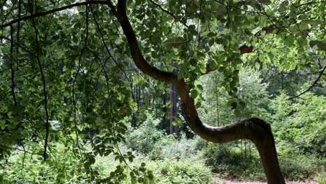 Un-árbol-De-Haya-Doblado-En-Hoja-Completa-En-Un-Bosque-Inglés,-Worcestershire,-Reino-Unido