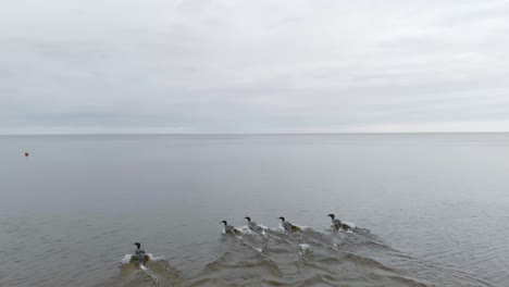 Lange-Reise-Des-Vogelzuges-An-Der-Ostsee-Saulkrasti-Lettland