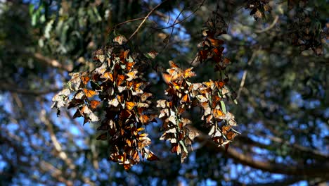 Mariposas-Monarca-Agrupadas-En-Un-Ciprés-Frente-A-La-Costa-Del-Norte-De-California