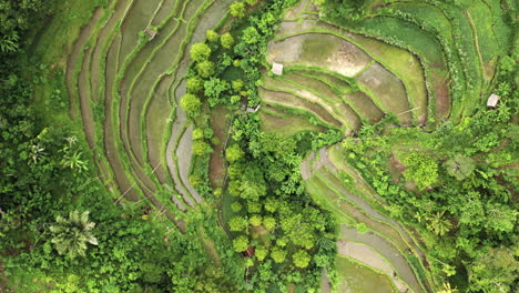 Pristine-Rice-Field-Terraces-In-Tropical-Rainforest-Landscape,-Aerial-Shot