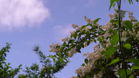 Schöne-Weiße-Blumen-Gegen-Den-Strahlend-Blauen-Himmel---Low-Angle-Shot