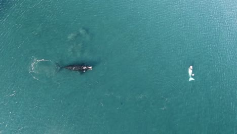 Baby-whale-Breaching-Jumpoing,-aerial-shot,-Slowmotion