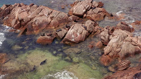 Las-Focas-Nadan-En-Las-Aguas-Poco-Profundas-Cerca-De-Las-Rocas,-Australia-Occidental
