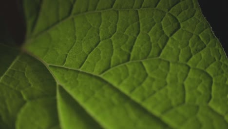 Macro-Shot-Of-A-Green-Leaf-Texture-And-Fiber-Structure---close-up