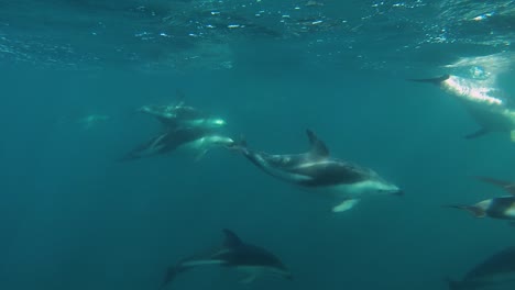 group-of-dolphins-swimming-away-underwater-shot,-slow-motion