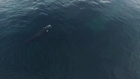 Ein-Junger-Wal,-Der-Langsam-Auf-Der-Flachen-Oberfläche-Patagoniens-Schwimmt,-Luftaufnahme