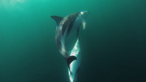 Delfine,-Die-Sich-Unter-Wasser-Paaren,-Schossen-In-Zeitlupe