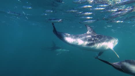 Sardine-Laufen-Delfine-Füttern-Sardellen-Unterwasseraufnahme