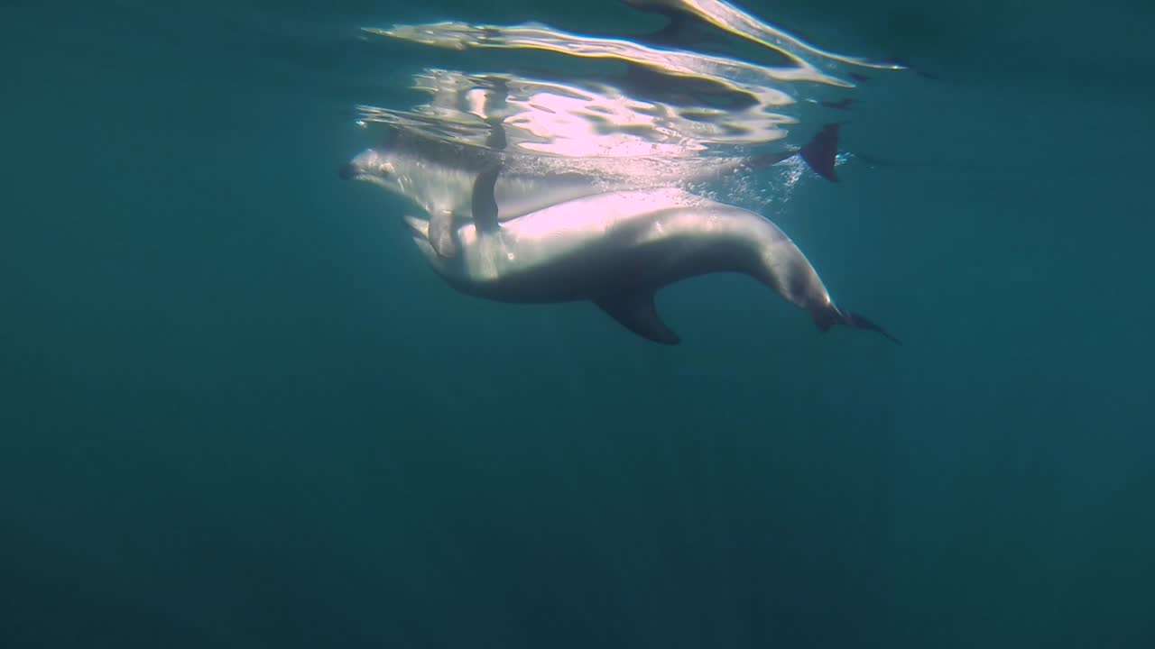 dolphins mating with people