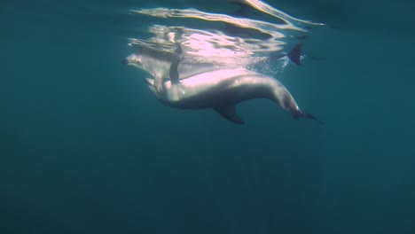 Un-Par-De-Delfines-Apareándose-Copulando-Tiro-Bajo-El-Agua-A-Cámara-Lenta