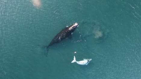 top-view-of-a-beautiful-with-whale-with-the-mother,-drone-moving-up